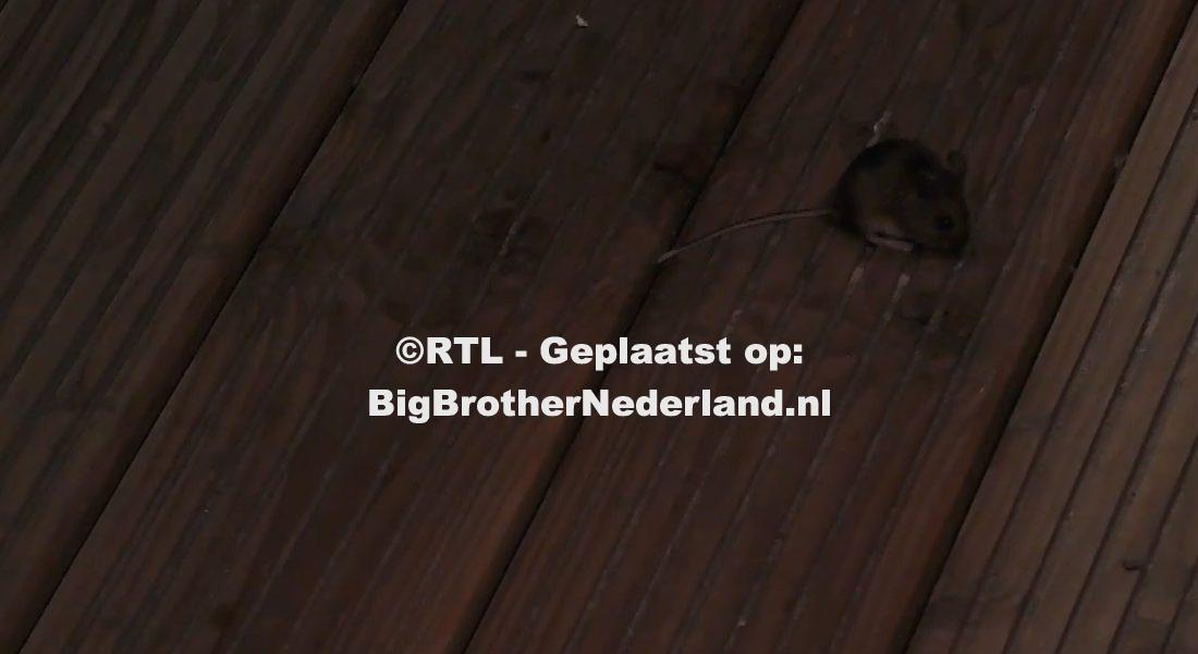 Paniek door een muis in Big Brother